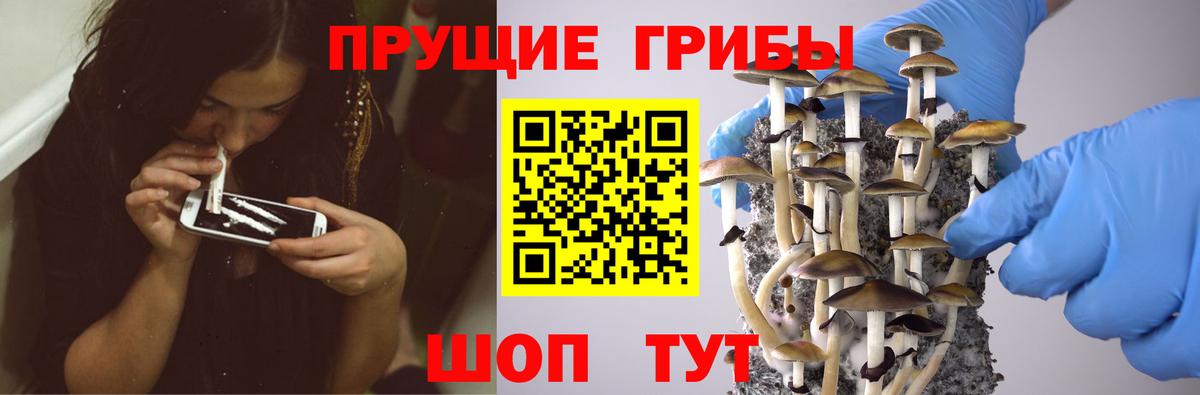 Калининград  Галлюциногенные грибы Psilocybine cubensis  Вход с VPN 